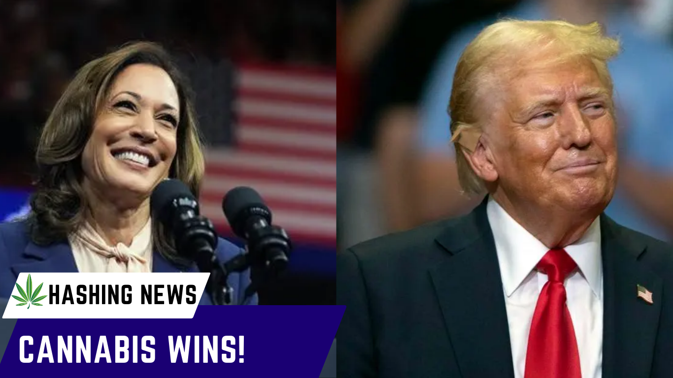 Between Trump and Harris, Cannabis is the winner.